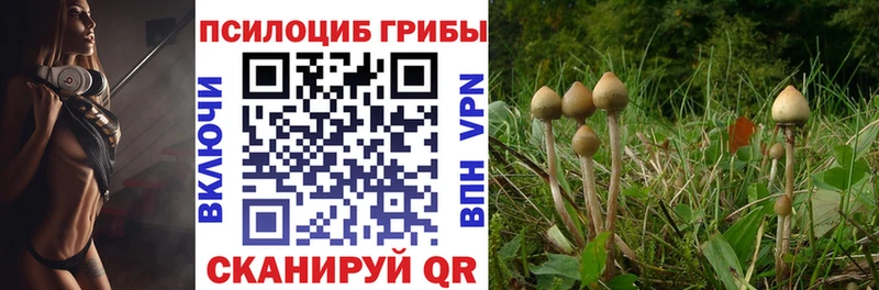 Галлюциногенные грибы Psilocybe  площадка официальный сайт  Новое Девяткино 